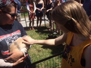 A petting zoo outside Lehy dorm is always a must-see highlight of the street fair. The ducks this year were not to be trifled with - I'm suspicious they may have known the centerpiece of the pig roast the night before...